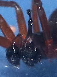 Image result for Warneckea walikalensis