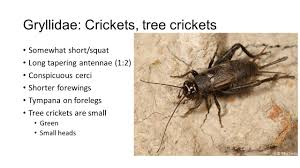 This subfamily contains nine genera. Orthoptera Grasshoppers And Crickets Orthopterans All Tend To Have Several Traits Enlarged Hind Legs Big Compound Eyes Usually Large Pronotum If Ppt Download