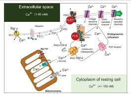 Check spelling or type a new query. Two Undervalued Functions Of The Golgi Apparatus Removal Of Excess Ca2 And Biosynthesis Of Farnesol Like Sesquiterpenoids Possibly As Ca2 Pump Agonists And Membrane Fluidizers Plasticizers Semantic Scholar