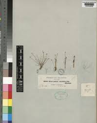 Image result for Eriocaulon abyssinicum