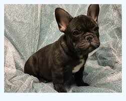We do not breed them back to back. Learn Exactly How I Improved French Bulldog Puppies In 2 Days Dog Breed