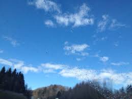 Profile for Barbara Bischof-Quarino