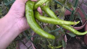 Cayenne peppers are a group of tapering, 10 to 25 cm long, generally skinny. Pepper Plant Profile Cayenne Pepper Youtube