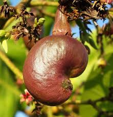 Image result for Anacardium occidentale