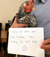 Farmers Are Shaming Their Chickens For Their Crimes And It S Too Entertaining To Read Bored Panda Leave a comment funny meme, funny memes, minion memes. farmers are shaming their chickens for