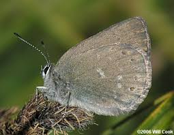 Image result for Satyrium compactum