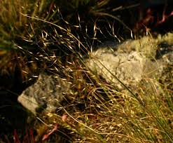 Image result for Pentameris