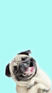 Kopek Dog Iphone Wallpaper Duvar Kagidi Ekran Koruyucu Pug Kopekler Kopek Hayvan