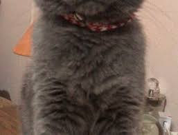Denizli De Scottish Fold Oglum Dumana Es Ariyoruz Es Ilanlari Petyasam