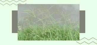 Image result for Digitaria seriata