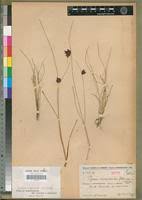 Image result for Pycreus nigricans