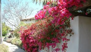 Gambar bunga yang cantik dan indah seperti bunga teratai, dahlia, aster, bakung, melati, mawar dan berbagai jenis gambar bunga ini cocok untuk kamu jadikan walpaper hape, laptop, dan. Cara Menanam Bunga Kertas Di Pot Stek Agar Cepat Tumbuh Dan Subur