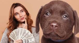Puppy price, supplies, medical costs, food, training. Labrador Dog Price What Should You Be Expecting To Pay