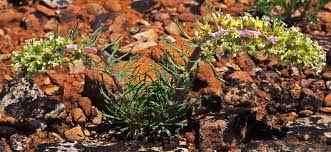 Image result for Cyamopsis serrata