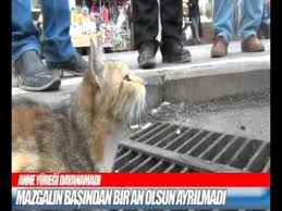 Yavrulari Agzinda Tutuyor Youtube