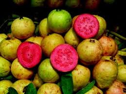 Jambu or jambu batu, a local term for guavas. Psidium Guajava Springerlink