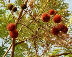 Image result for Parkia