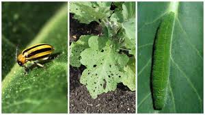 Try insecticides as a last resort The 10 Worst Vegetable Garden Bugs And How To Stop Them Pennlive Com