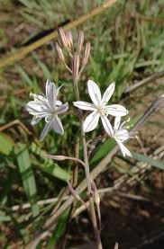 Image result for Trachyandra burkei