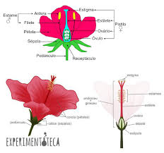 As flores comestíveis possuem propriedades únicas muitas flores permitem o consumo de suas pétalas e inflorescência ao mesmo tempo em que podem conter toxinas no caule ou no miolo. Resumo Prova 2 Botanica Ii Botanica