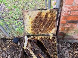 In brief, if you are a home owner in cleburne tx , we recommend you obtain the services of a termite control company in cleburne tx that uses the safer, more effective termite control products, such as premise and. Pest Control In Hewitt Tx Hewitt Tx Pest Control Mapquest