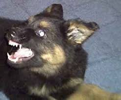 K 9 Kopekler Icin K9 Egitimi