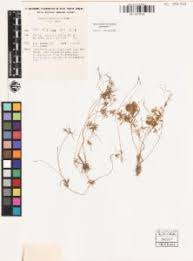 Image result for Pycreus pumilus