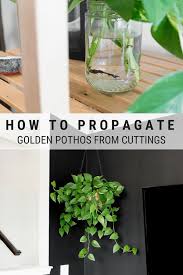 Bird Of Paradise Water Propagation How To Grow Golden Pothos From Cuttings Growing Pothos In Water Pothos In Water Golden Pothos Golden Pothos Plant