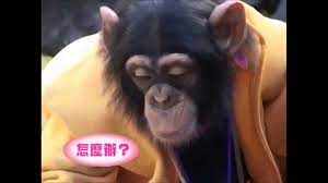 1080p] Super Monkey & Lovely Dog Season 02, Ep 13 - YouTube