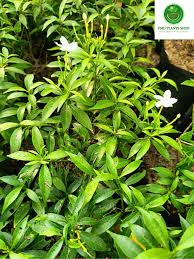 Image result for Pandiaka