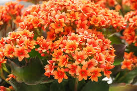 Image result for Kalanchoe pinnata