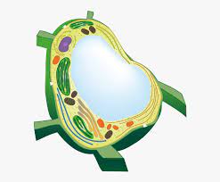 Check spelling or type a new query. Plant Cell Png Transparent Png Transparent Png Image Pngitem