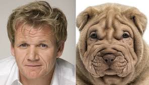 Blimey 12 Dogs That Look Like British Celebs Funny Dog Memes Dogs Dog Memes