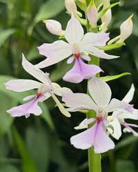 Image result for Calanthe sylvatica