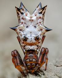 Image result for Micractis