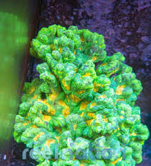 Image result for Peponium sp. A