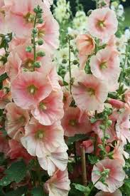 How To Grow Hollyhocks Flower Garden Plants Giant Flowers Flowers