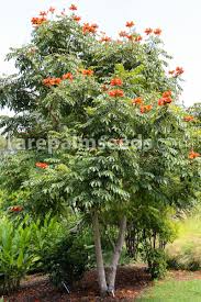 Image result for Spathodea