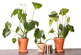 Monstera Ableger Monstera Deliciosa Einfach Vermehren