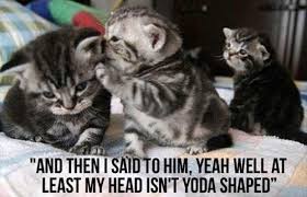 Funny Pictures 60 Pics Kittens Funny Funny Cat Pictures Kitten Quotes
