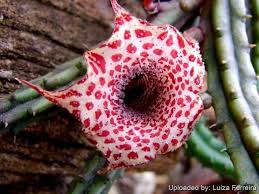 Image result for Huernia kirkii