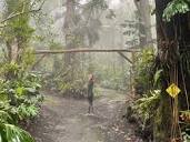 The Forest | Kona Cloud Forest Sanctuary