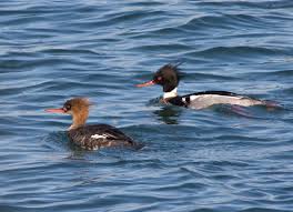 The visor gives the illusion that it is your hair sticking out of the top. 14 Birds To Watch For On Buzzards Bay This Winter And Where To See Them Buzzards Bay Coalition