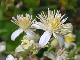 Image result for Clematis commutata
