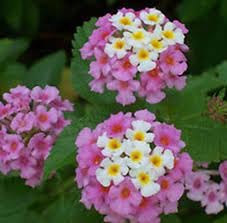 Pin On Gardening Ideas
