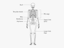 The bones mentioned in each human skeleton chart are: Simple Bone Diagram Human Skeleton Grade 4 Free Transparent Clipart Clipartkey