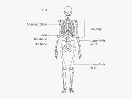 The bones of the leg are the femur, tibia, fibula and patella.the foot bones shown in this diagram are the talus, navicular, cuneiform, cuboid, metatarsals and calcaneus. Human Bone Chart Banabi