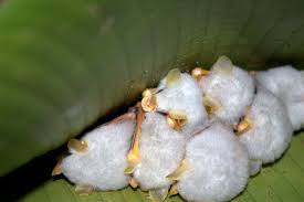 Check spelling or type a new query. ì‚¬ì§„ ì˜¨ë'ë¼ìŠ¤ì˜ í•˜ì–€ ë°•ì¥ Honduran White Bat