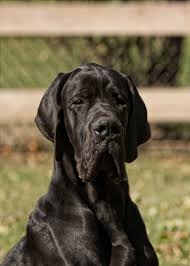 Get a boxer, husky, german shepherd, pug, and more on kijiji, canada's #1 local great dane in dogs & puppies for rehoming in ontario. Hawk European Blue Black Great Dane From Www Tracysdanes Com Dane Dog Great Dane Dogs Dane Puppies