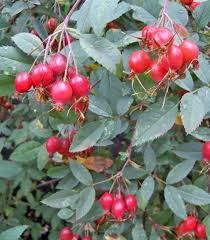 Wild blueberries are smaller than conventionally grown blueberries; Natives That Bear Edible Fruits Featured At Portland Nursery And Garden Center